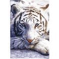 reinders! poster witte tijger (1 stuk) wit