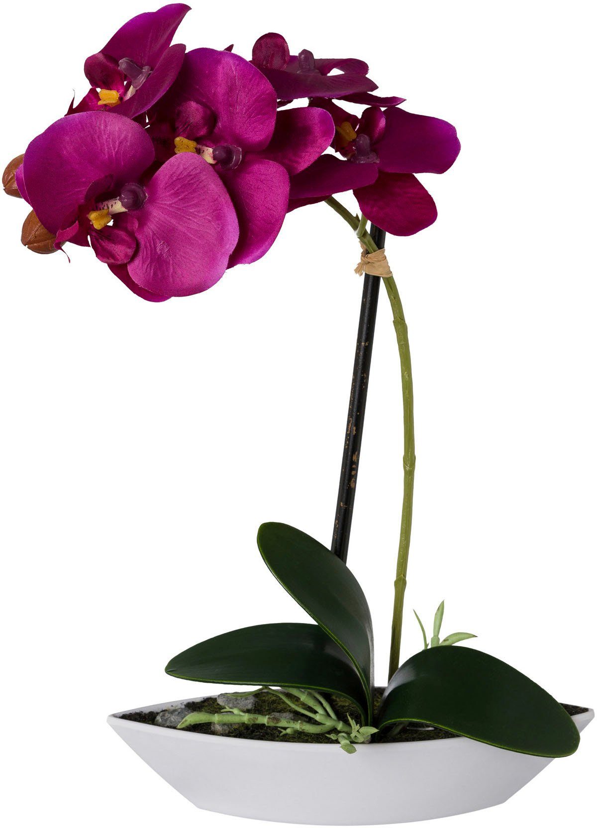 Creativ green Kunstorchidee Vlinderorchidee set van 2, in een plastic bakje (2 stuks)