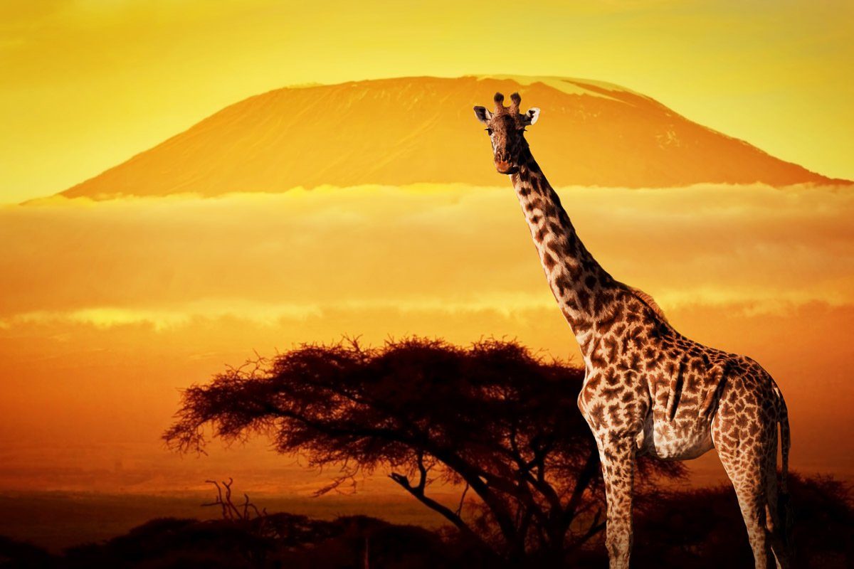 Papermoon Fotobehang Giraffe von Kilimanjaro