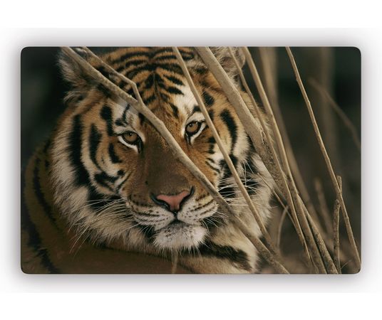 home affaire artprint op glas »tiger« 60x40 cm of 100x70 cm bruin