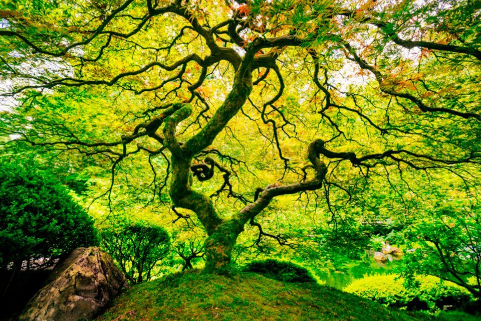 Papermoon Fotobehang Japanese Maple Tree