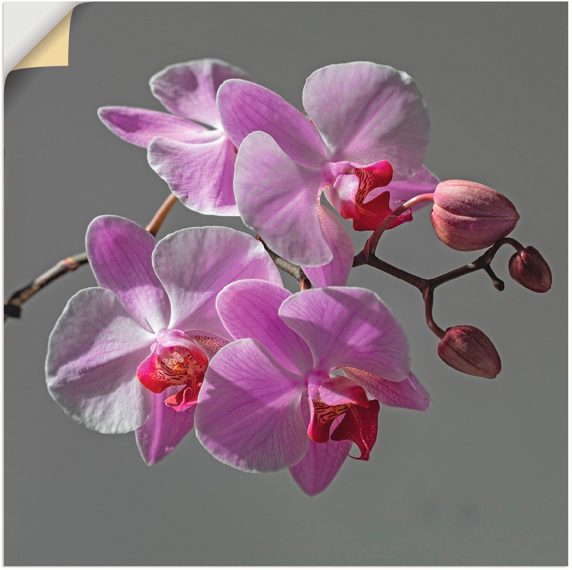 Artland artprint Orchideentraum