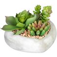 creativ green kunst-potplanten vetplanten-arrangement in cementkom, set van 3 groen