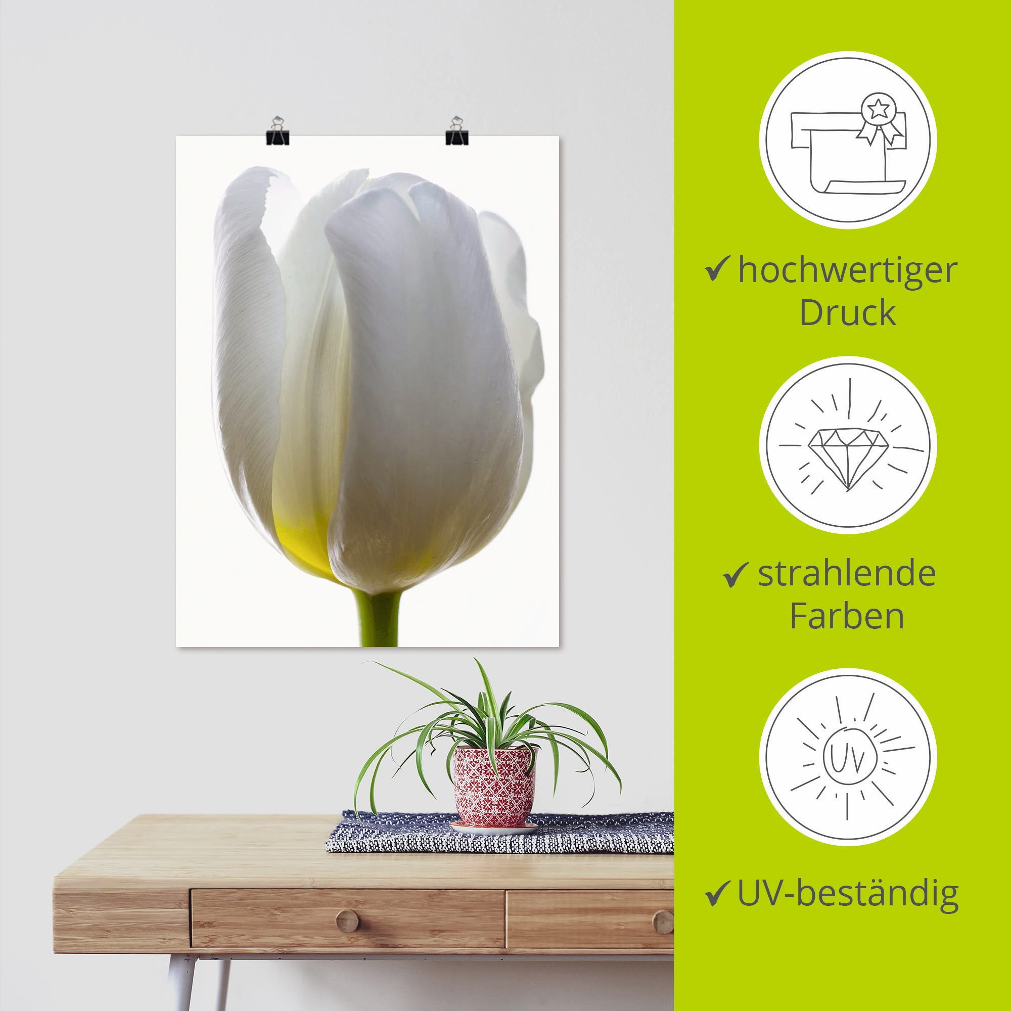 Artland Poster Witte tulp als artprint van aluminium, artprint op linnen, muursticker of poster in verschillende maten
