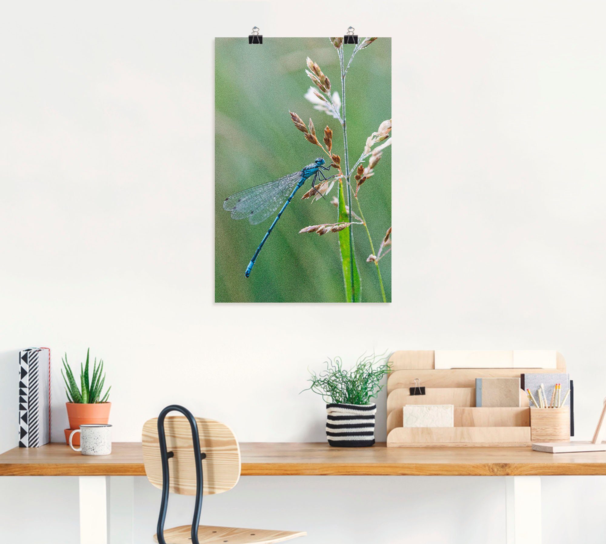 Artland Poster Kleine libelle als artprint van aluminium, artprint op linnen, muursticker of poster in verschillende maten