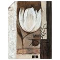 artland artprint bruine tulpen ii in vele afmetingen  productsoorten -artprint op linnen, poster, muursticker - wandfolie ook geschikt voor de badkamer (1 stuk) wit
