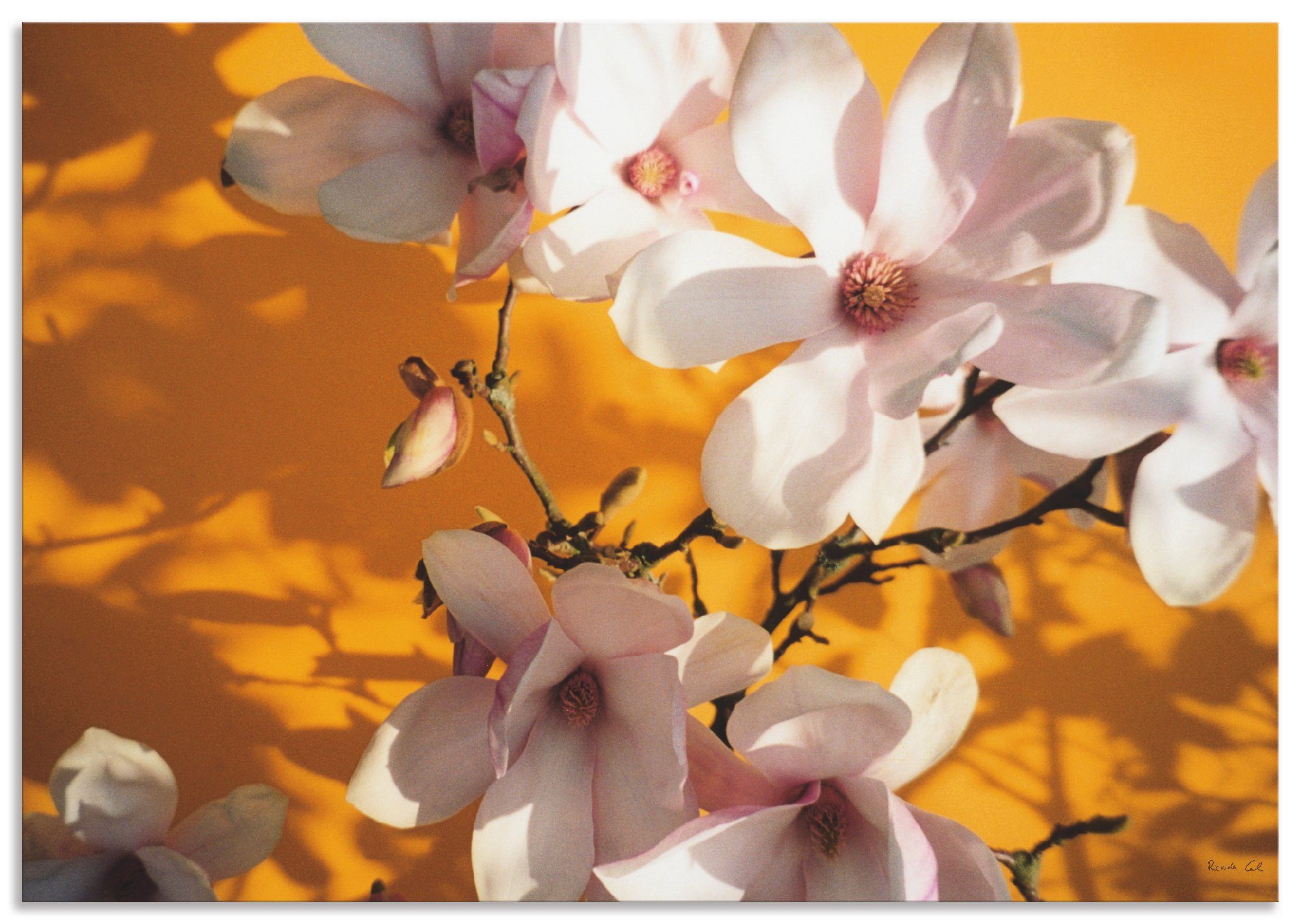 Artland Artprint Fotocollage magnolia in vele afmetingen & productsoorten - artprint van aluminium / artprint voor buiten, artprint op linnen, poster, muursticker / wandfolie ook g