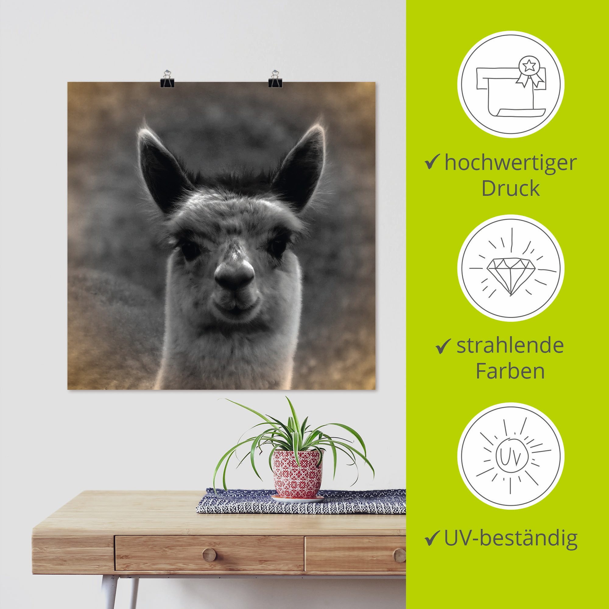 Artland Artprint Alpaca blik als artprint van aluminium, artprint voor buiten, artprint op linnen, poster in verschillende maten. maten