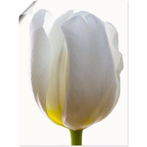 Artland artprint Weiße Tulpe