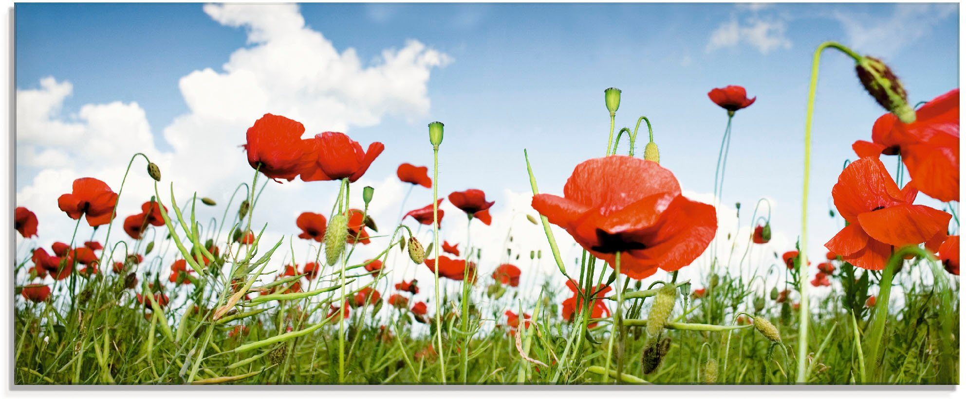 Artland print op glas Feld mit Mohnblumen unter Himmel