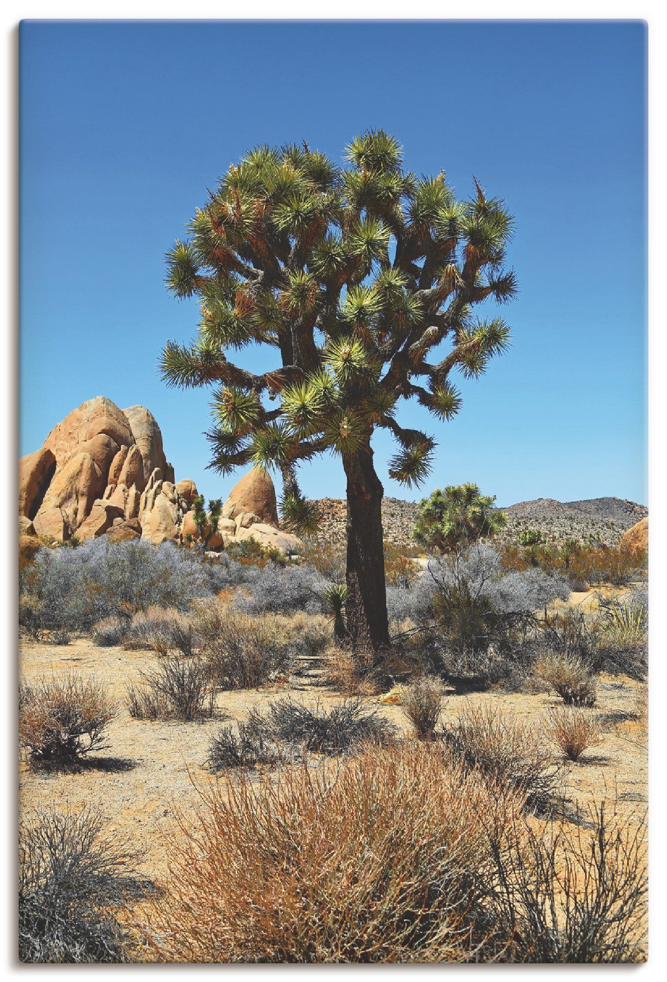 Artland Artprint Joshua Tree in de Mojave woestijn III in vele afmetingen & productsoorten - artprint van aluminium / artprint voor buiten, artprint op linnen, poster, muursticker