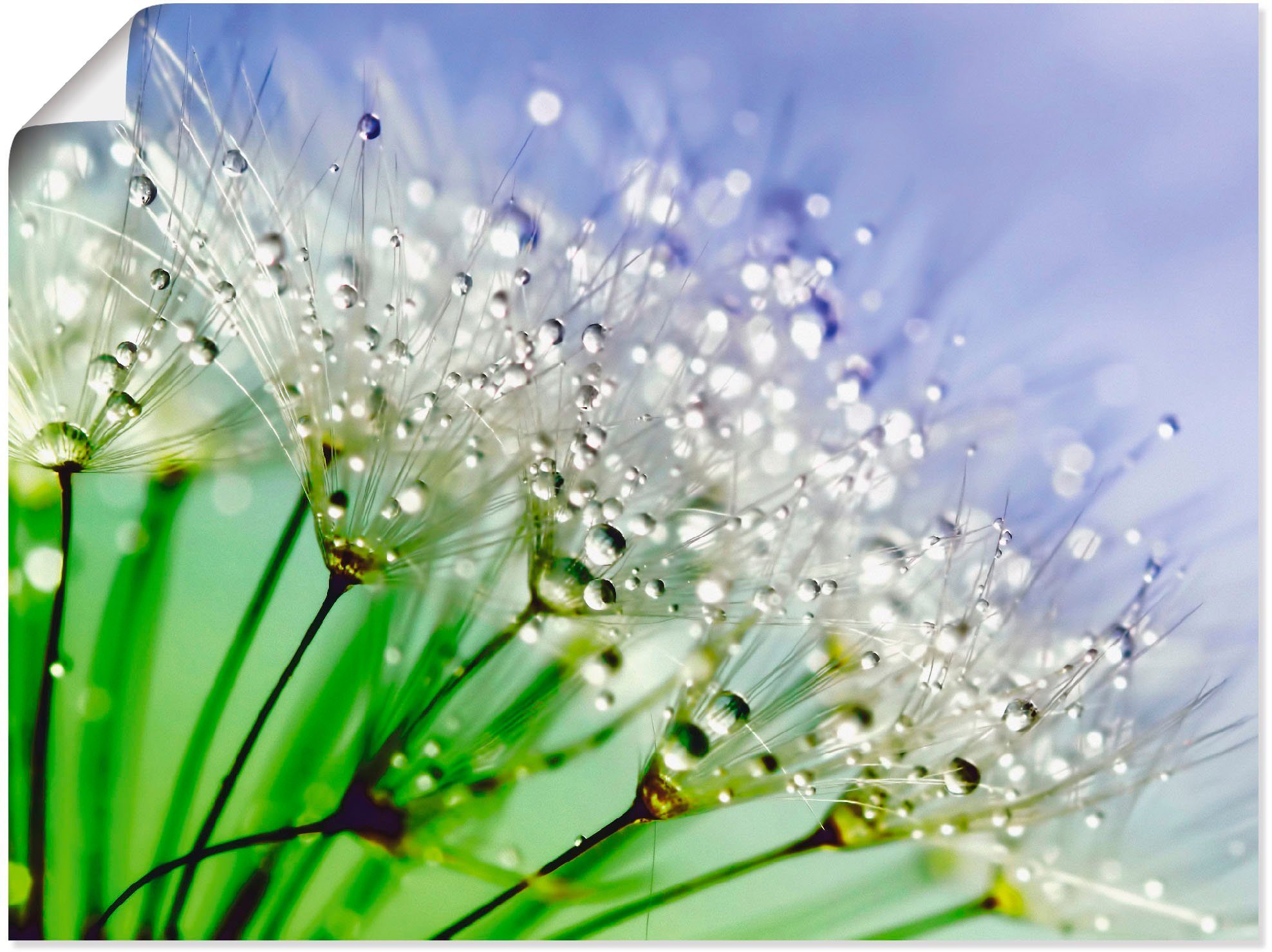 Artland artprint Glitzernde Pusteblume III