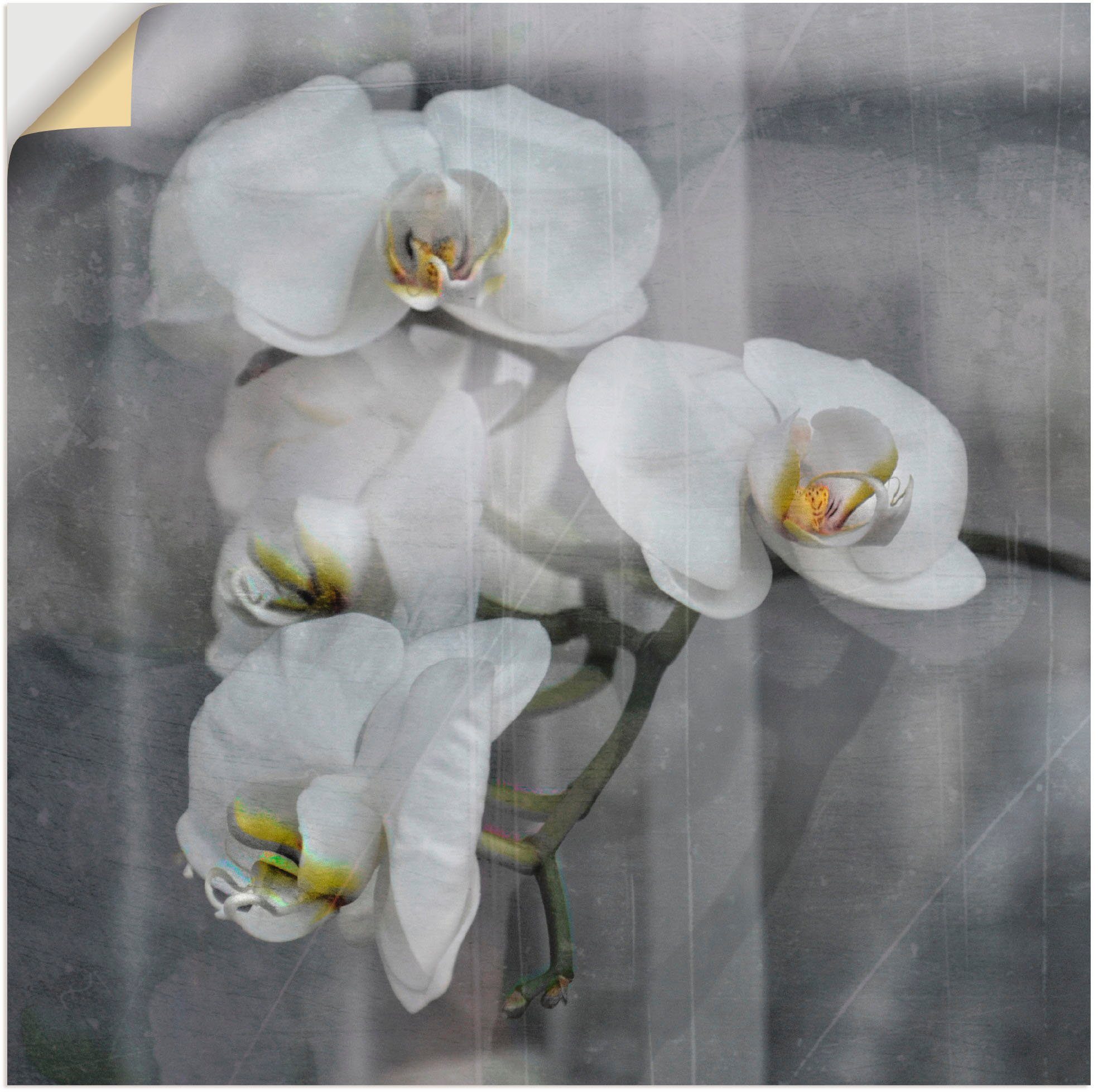 Artland Artprint Witte orchideeën - white orchidee in vele afmetingen & productsoorten -artprint op linnen, poster, muursticker / wandfolie ook geschikt voor de badkamer (1 stuk)