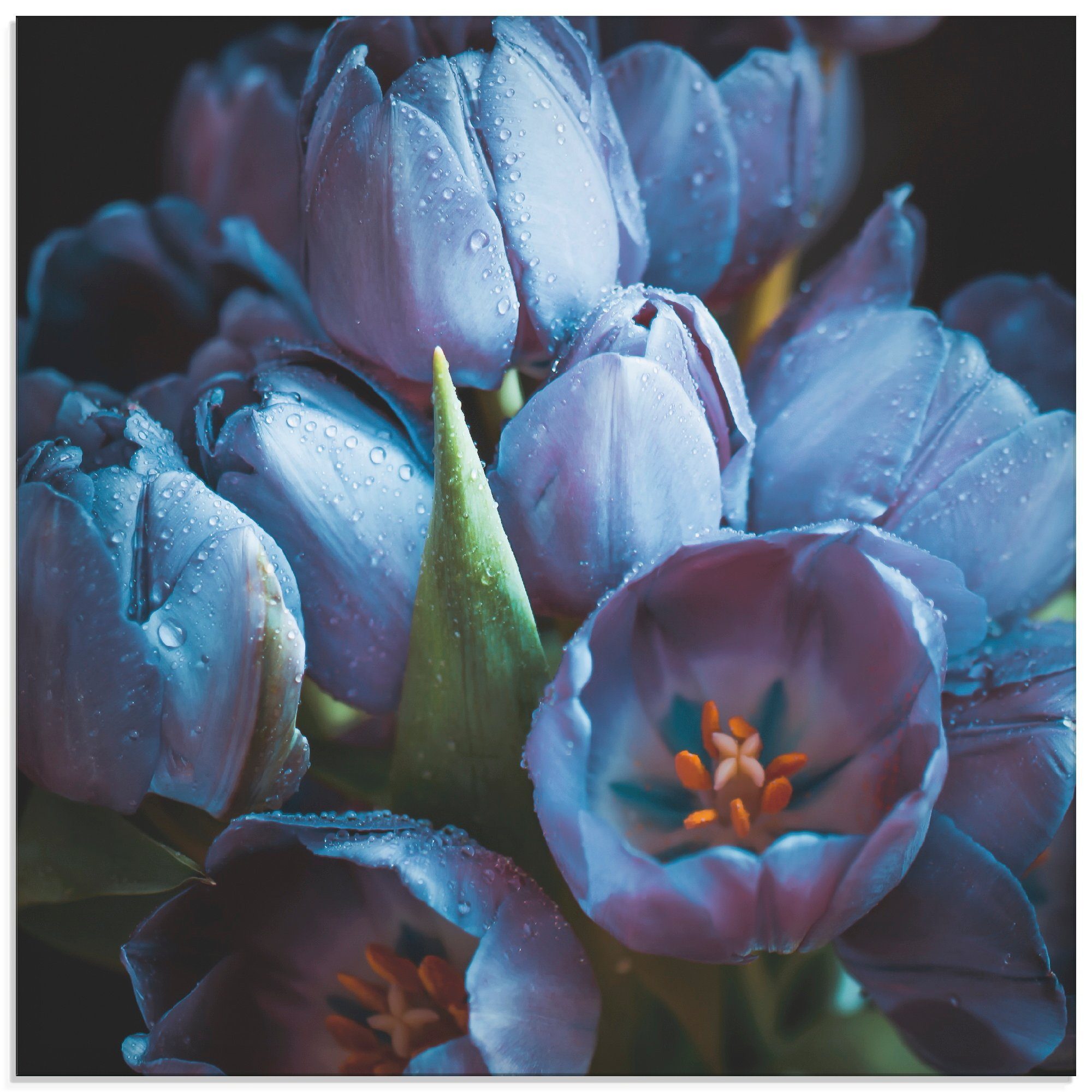 Artland Print op glas Tulpen blauw (1 stuk)