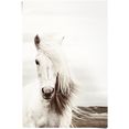 reinders! poster wit paard (1 stuk) wit