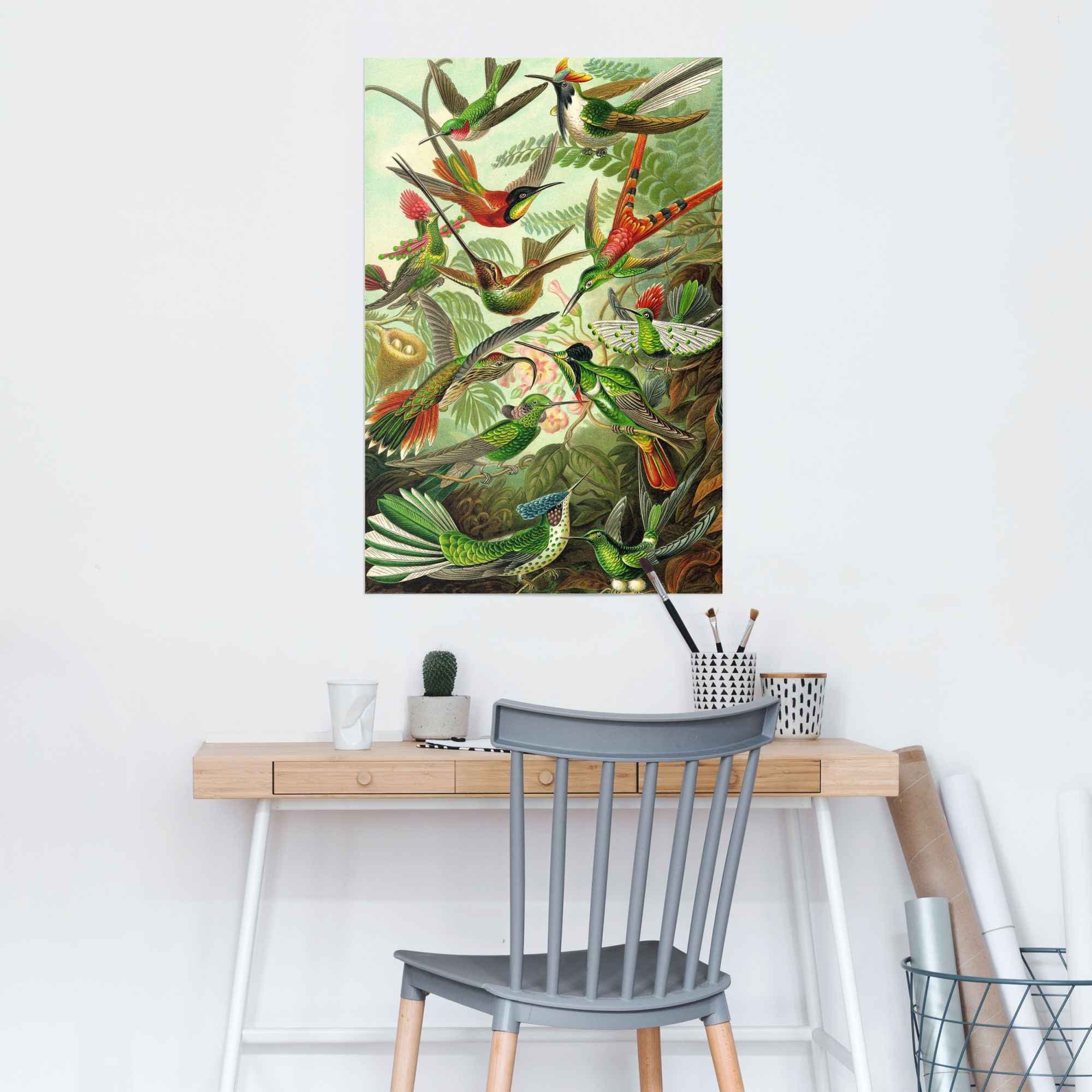 Reinders! Poster Hummingbirds vogel - diermotief - natuur - botanisch - Ernst Haeckel