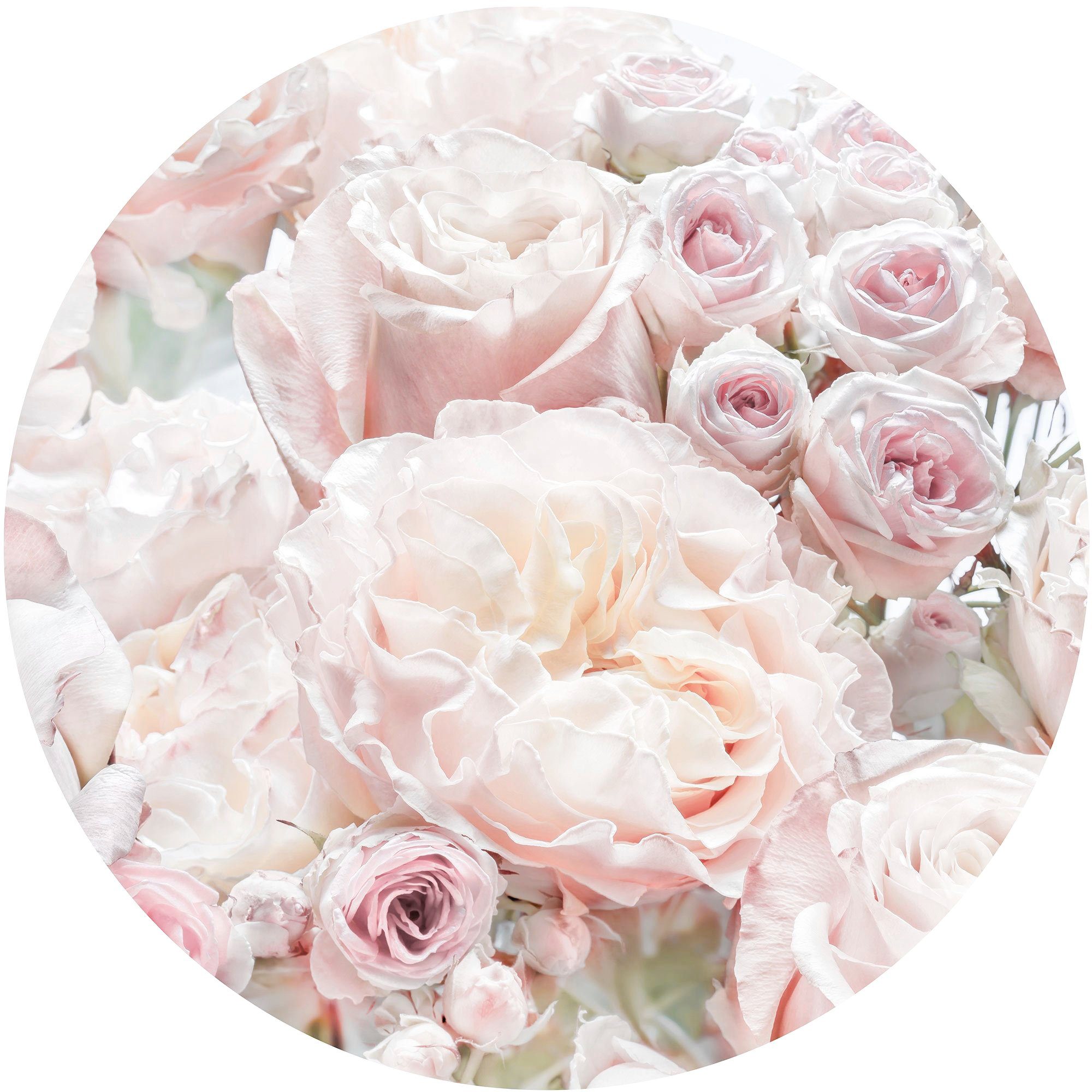 komar fotobehang pink and cream roses 125 x 125 cm (breedte x hoogte), rond en zelfklevend (1 stuk) roze