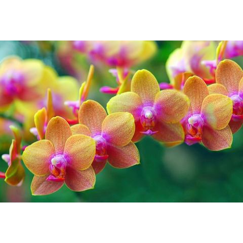 Papermoon Fotobehang Goldene Orchideen