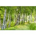 papermoon fotobehang birch tree forest multicolor