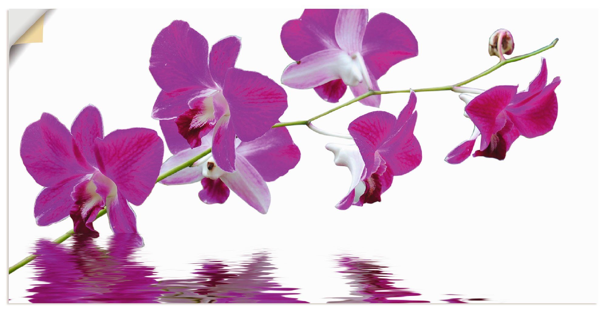 Artland Artprint Violette orchideeën in vele afmetingen & productsoorten -artprint op linnen, poster, muursticker / wandfolie ook geschikt voor de badkamer (1 stuk)