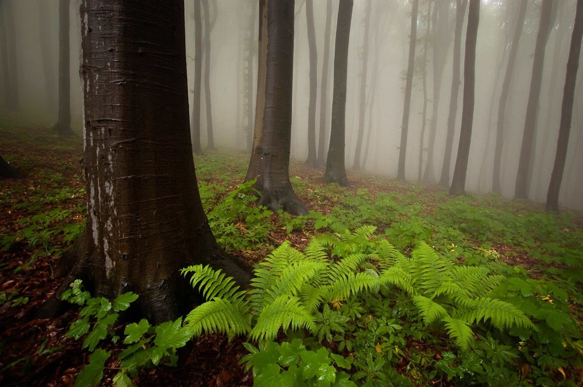 Papermoon Fotobehang Mystischer Wald