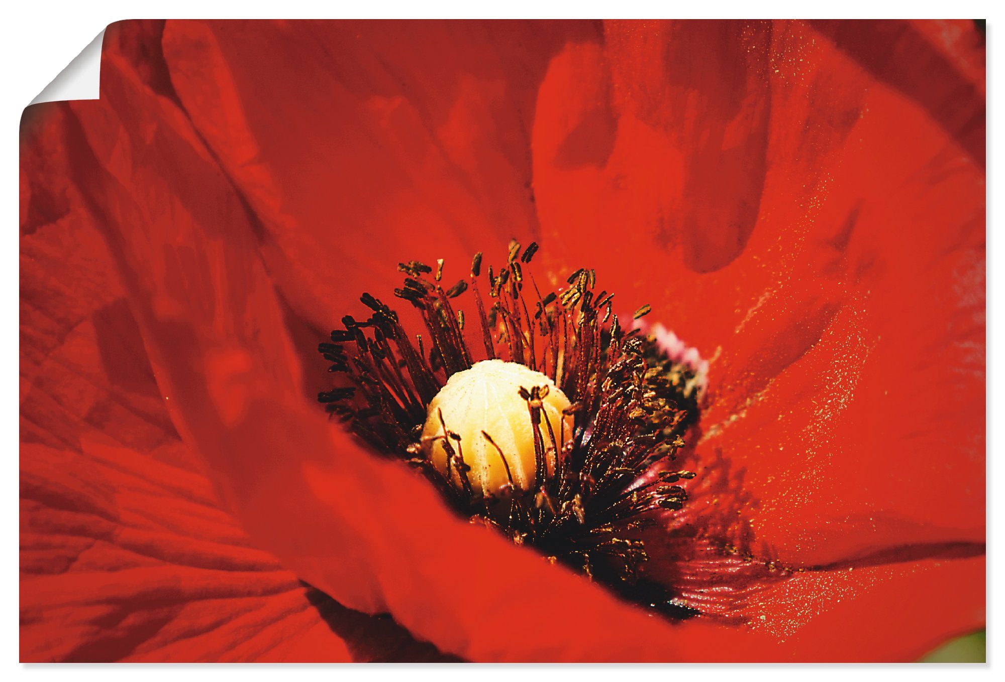 Artland artprint Roter Mohn