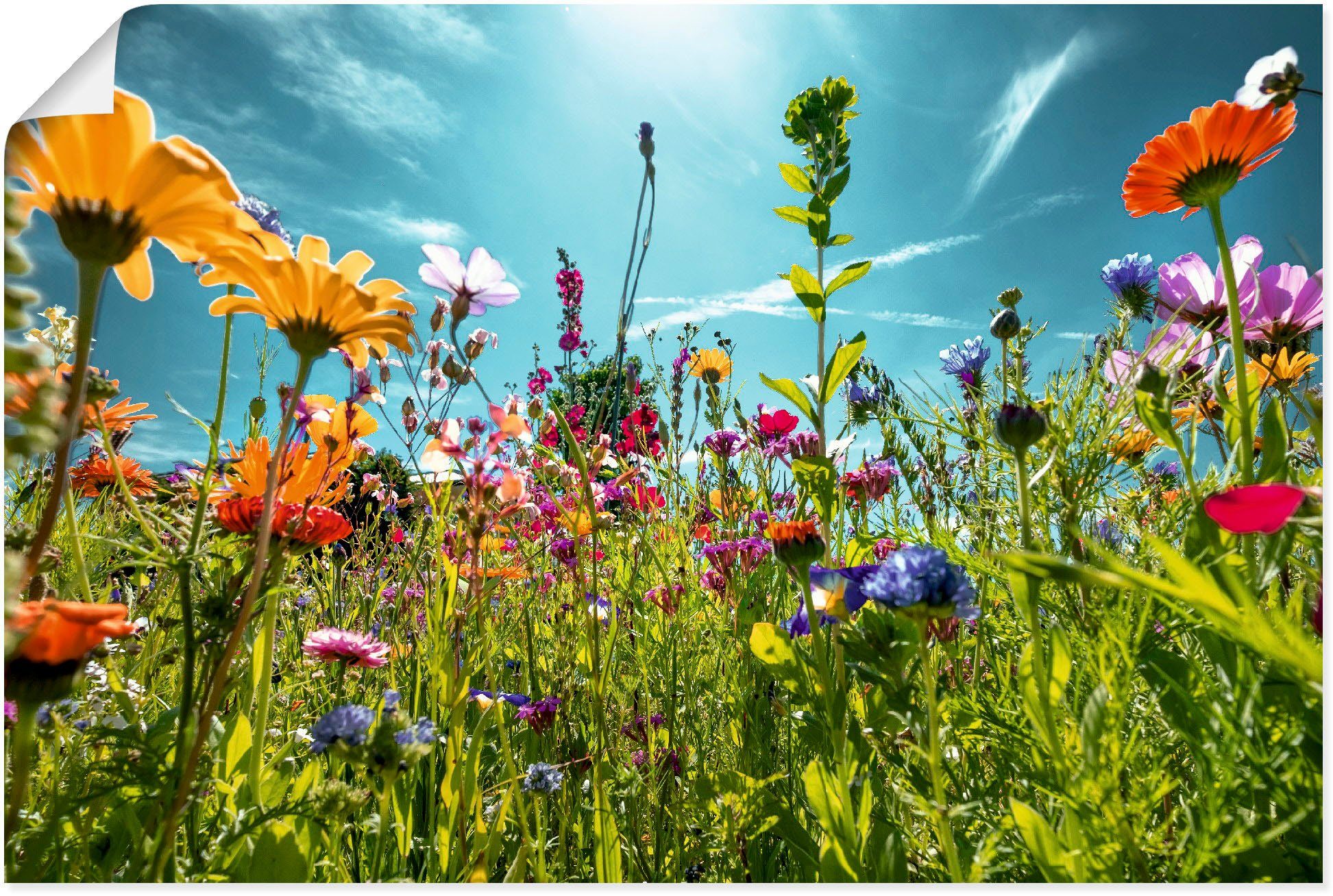 Artland Artprint Kleurrijk bloemenveld als artprint van aluminium, artprint voor buiten, artprint op linnen, poster, muursticker foto schilderijen