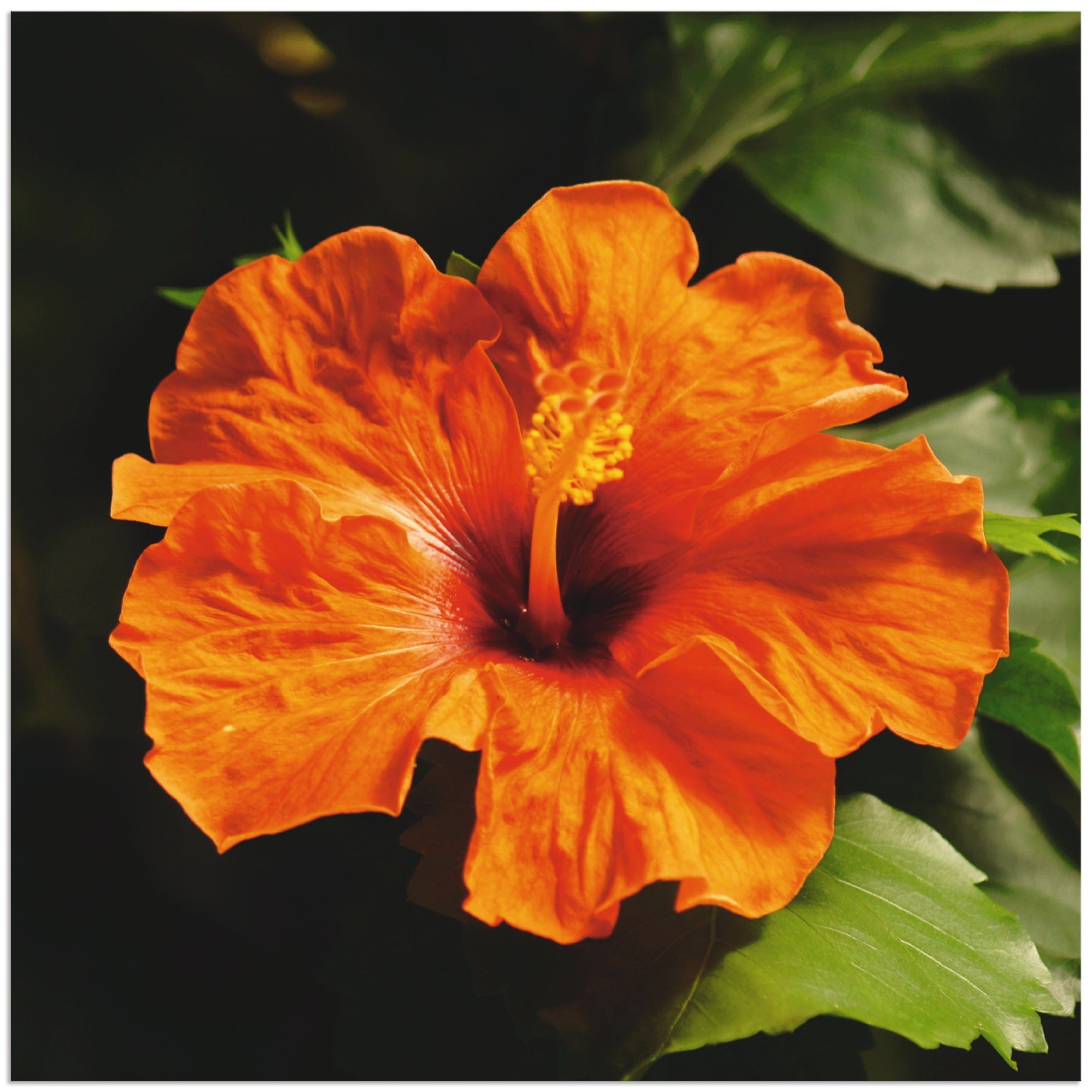 Artland Artprint Oranje hibiscus in vele afmetingen & productsoorten - artprint van aluminium / artprint voor buiten, artprint op linnen, poster, muursticker / wandfolie ook geschi