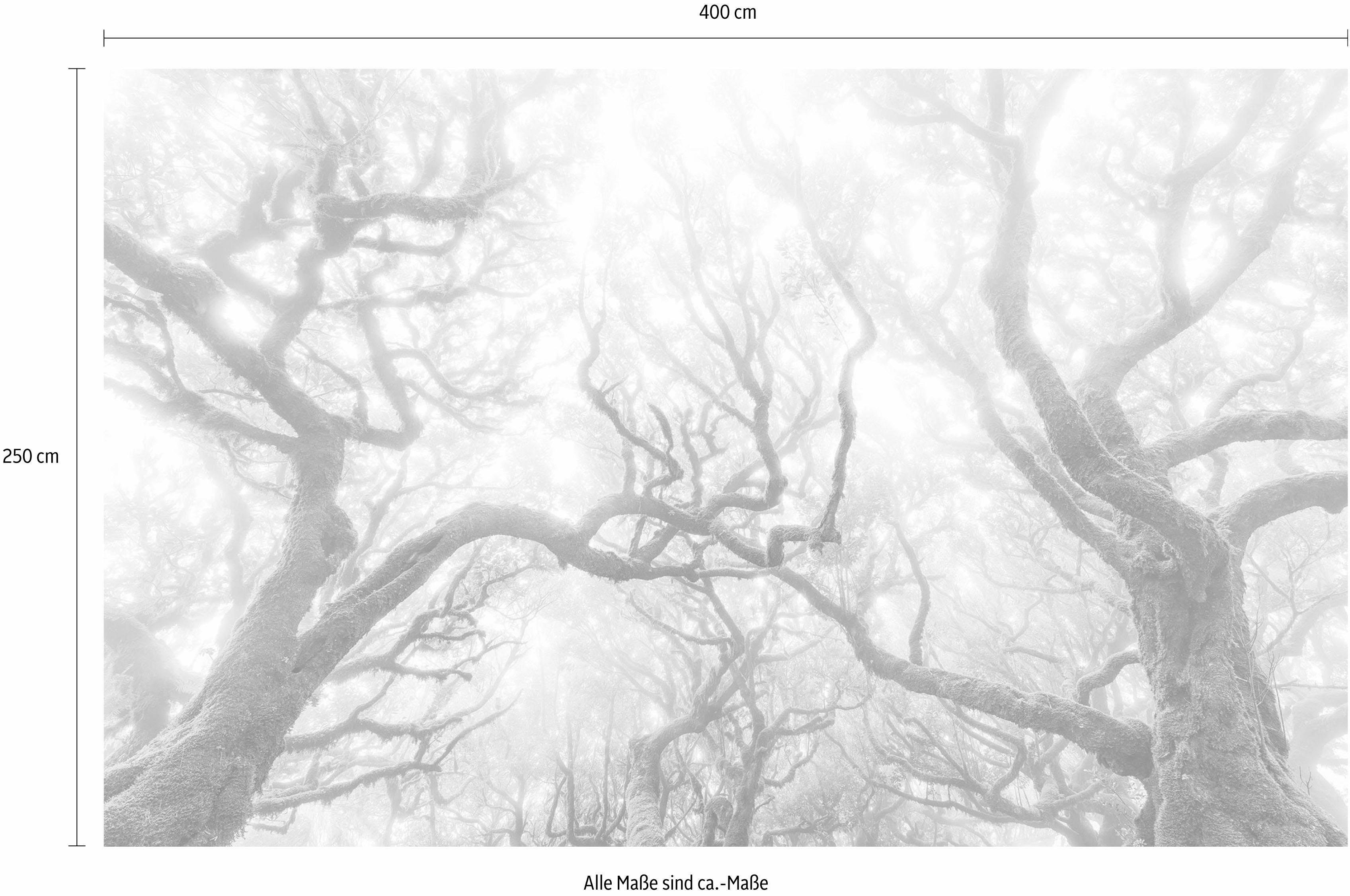 Komar Vliesbehang Digitale print vlies - Green Fire - Afmeting 400 x 250 cm (1 stuk)