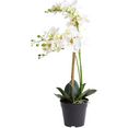 botanic-haus kunstorchidee orchidee bora (1 stuk) wit