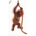 artland artprint baby orang oetan hangt aan het touw i in vele afmetingen  productsoorten - artprint van aluminium - artprint voor buiten, artprint op linnen, poster, muursticker - wandfolie ook geschikt voor de badkamer (1 stuk) wit