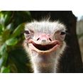 papermoon fotobehang glimlachende struisvogel fluwelig, vliesbehang, eersteklas digitale print wit