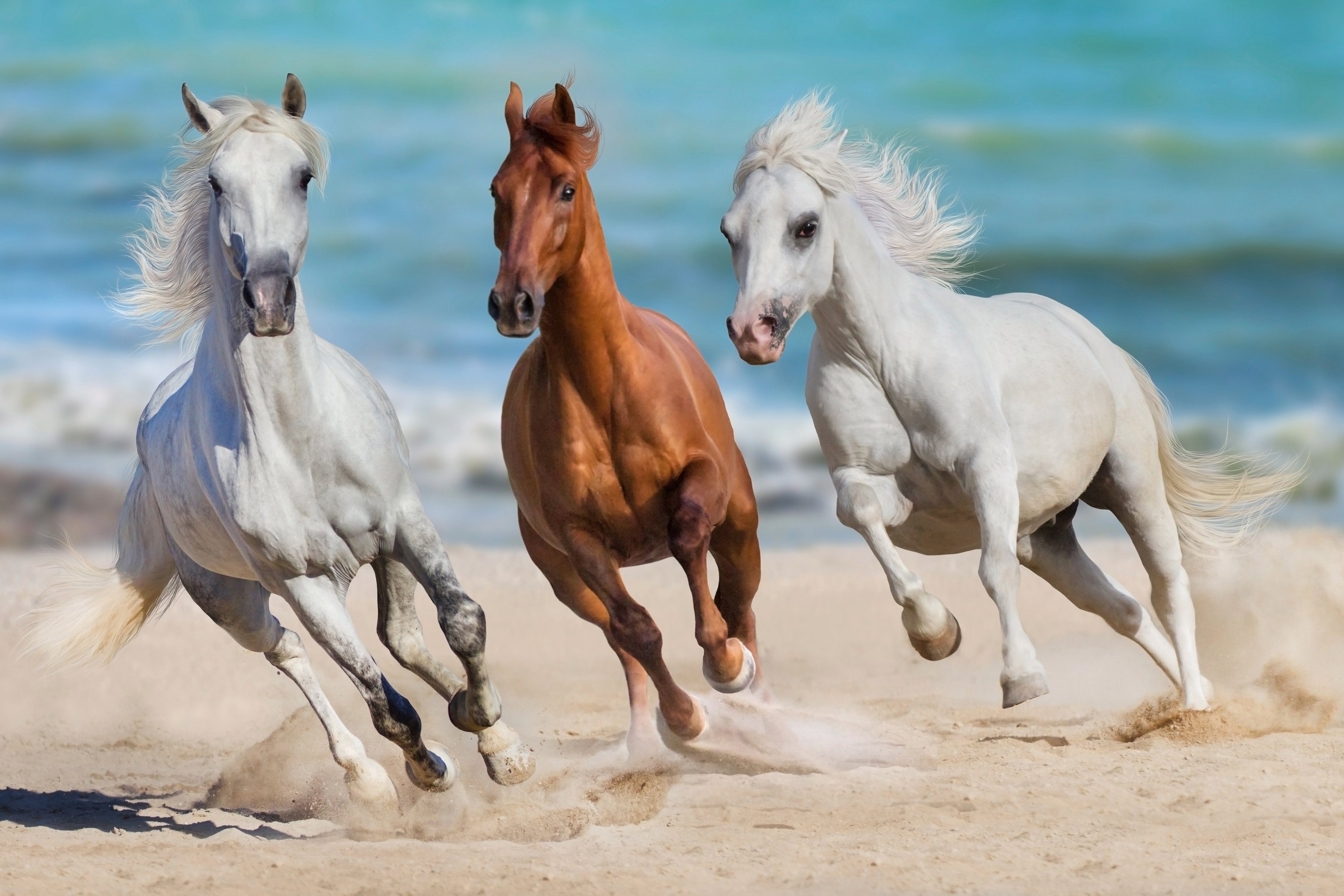 Papermoon Fotobehang Horse kachel Run Gallop