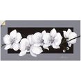 artland artprint witte orchideen op grijs in vele afmetingen  productsoorten - artprint van aluminium - artprint voor buiten, artprint op linnen, poster, muursticker - wandfolie ook geschikt voor de badkamer (1 stuk) zwart