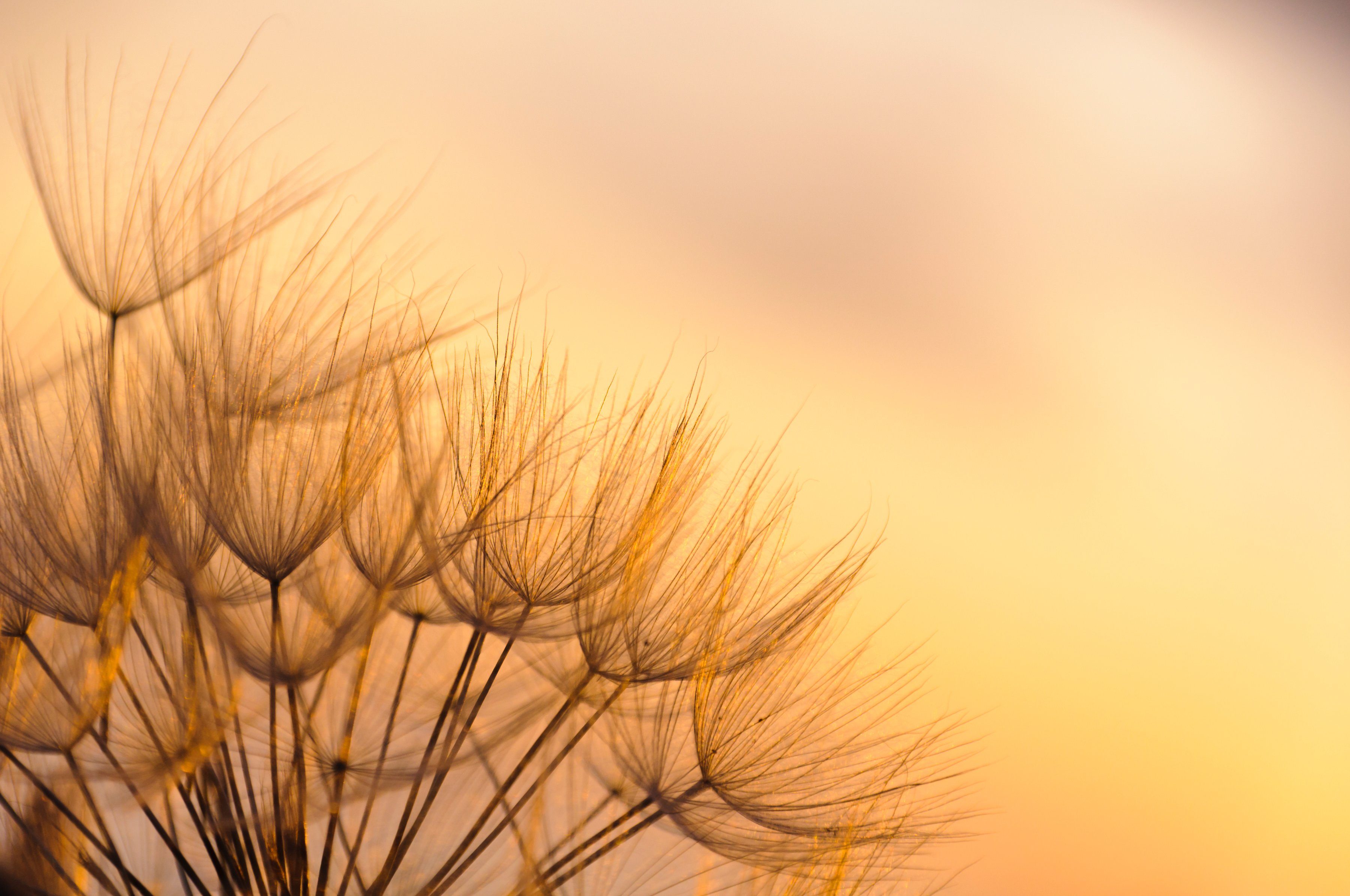 Papermoon Fotobehang Dandelion Sunset