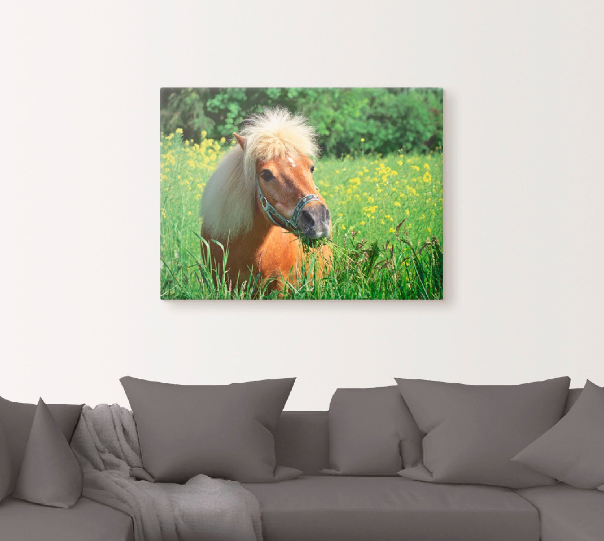 Artland Artprint Shetland pony als artprint op linnen, muursticker in verschillende maten