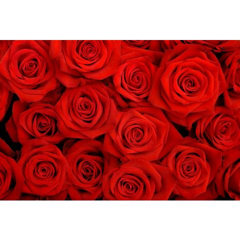 BMD fotobehang Red Roses