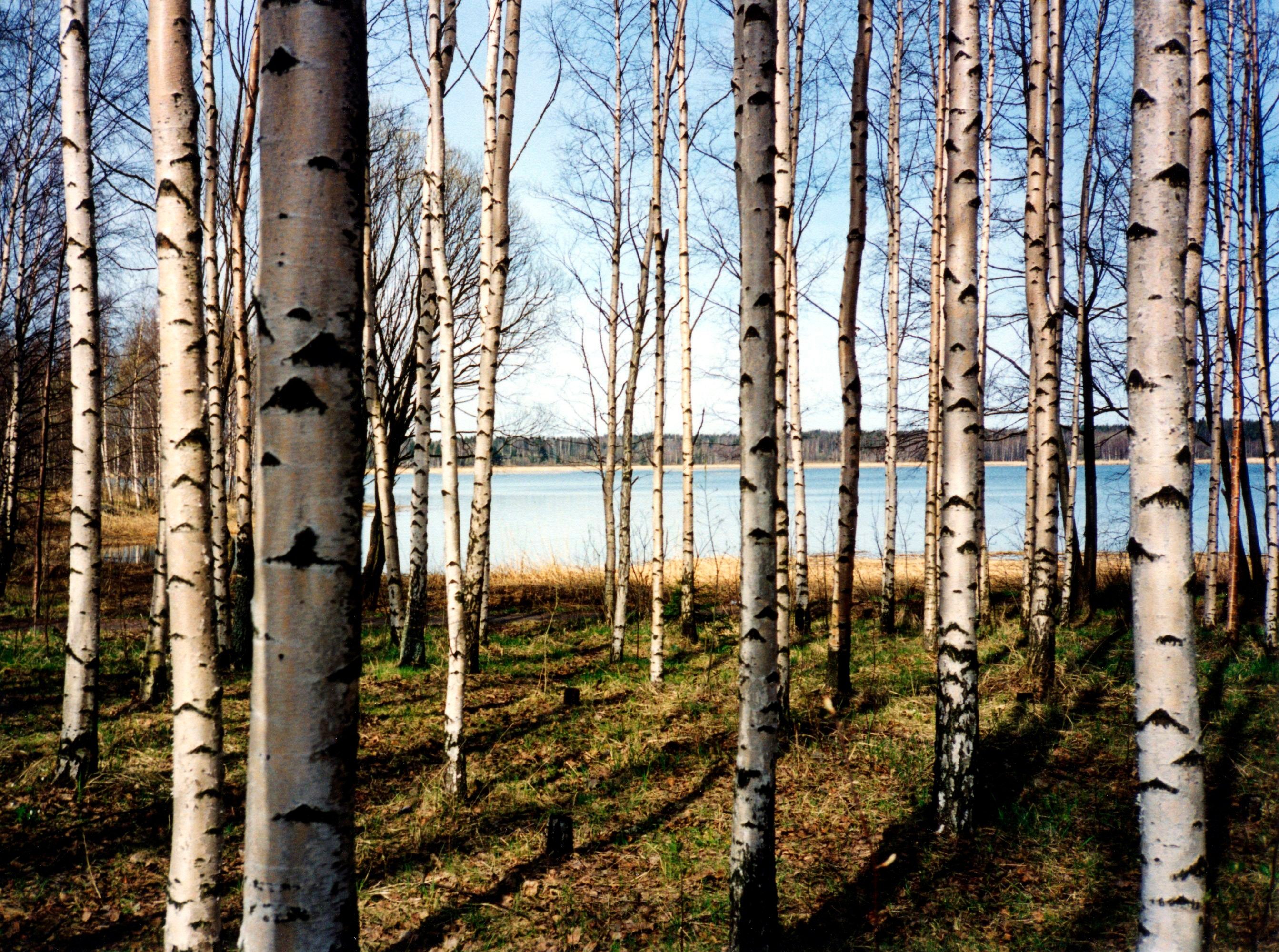 Papermoon Fotobehang Finnish forest of Birch Trees