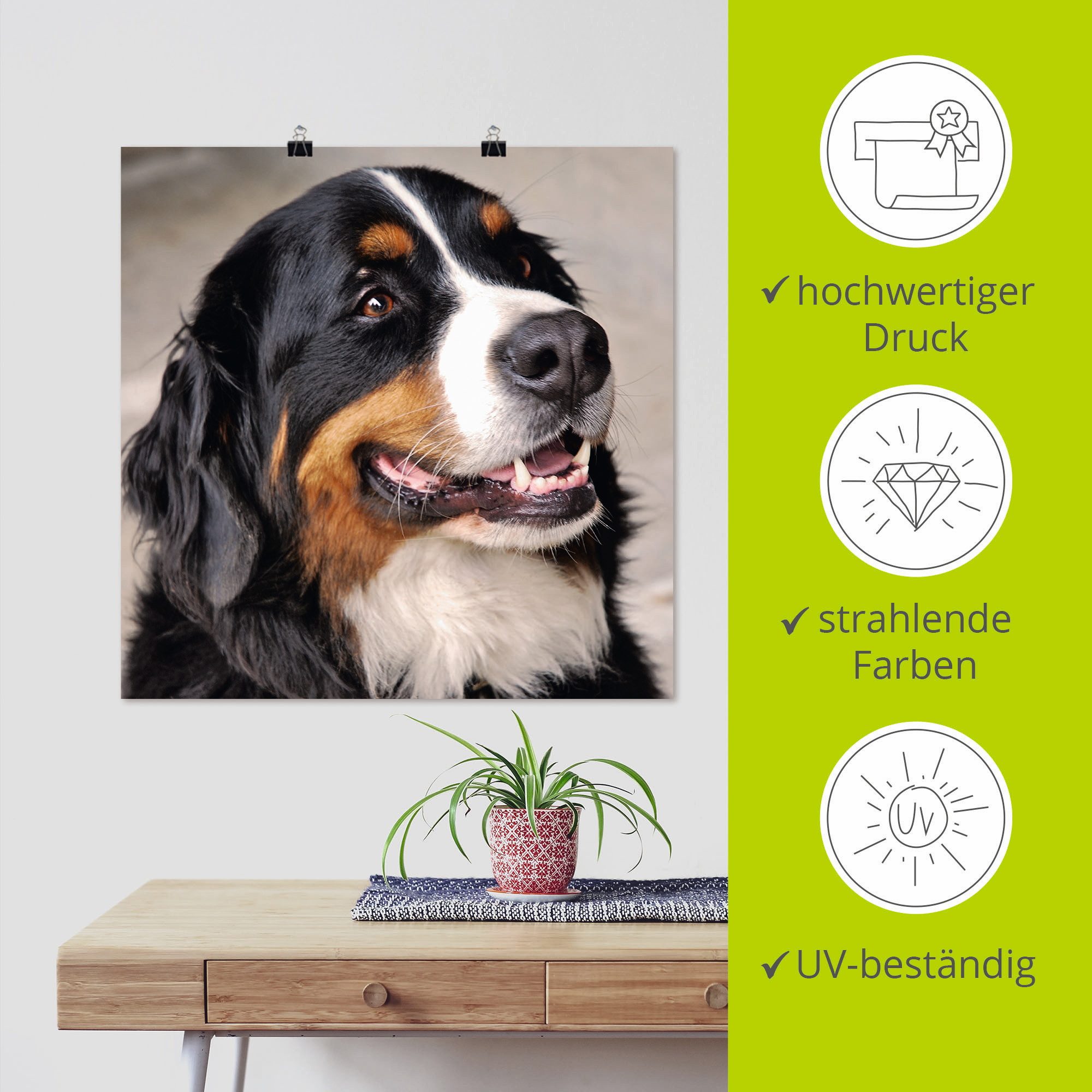 Artland Artprint Berner sennenhond als poster, muursticker in verschillende maten