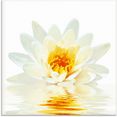 artland print op glas lotusbloem drijft op het water (1 stuk) wit