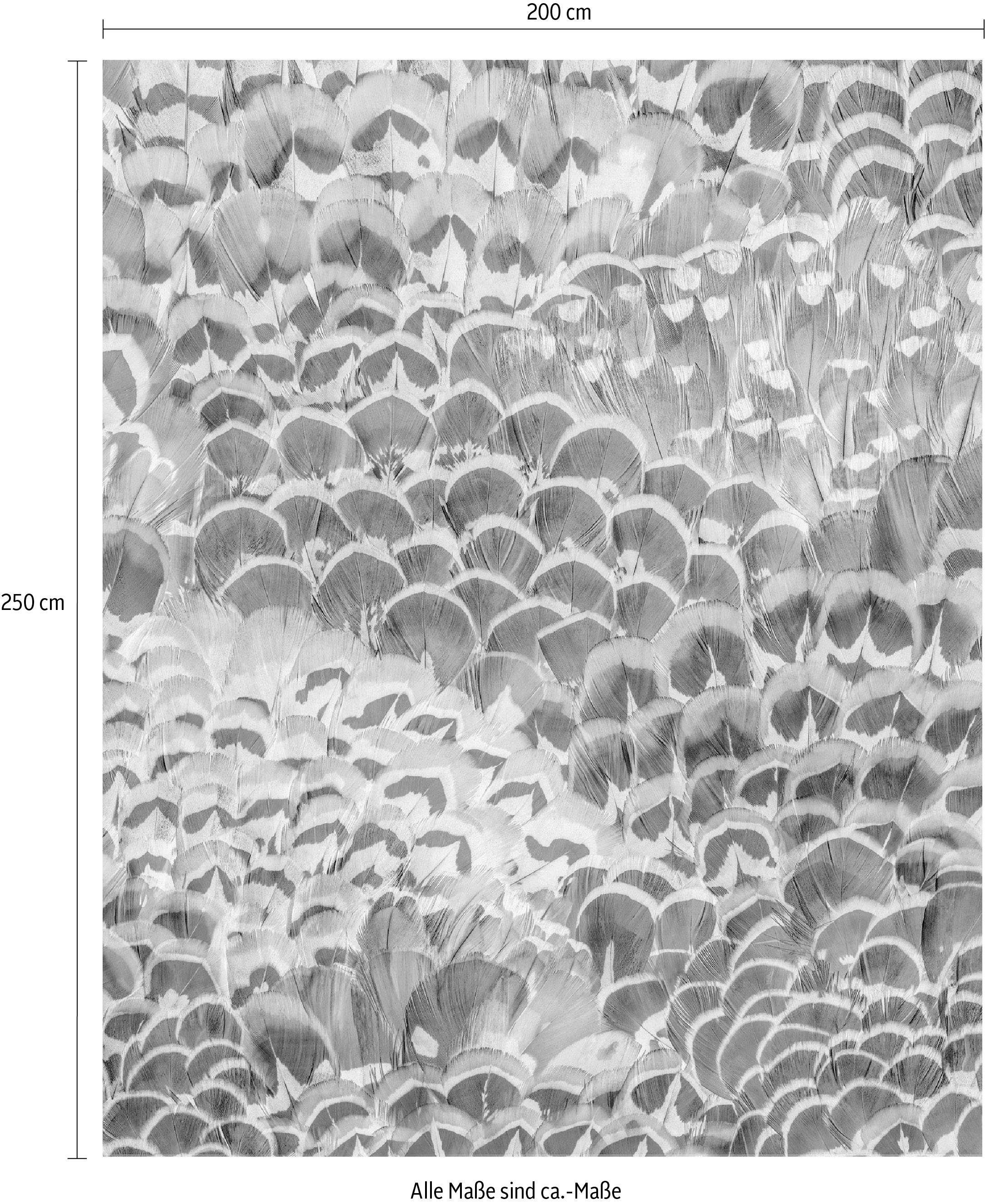 Komar Vliesbehang Digitale print vlies - Pale Feathers - Afmeting 200 x 250 cm (1 stuk)
