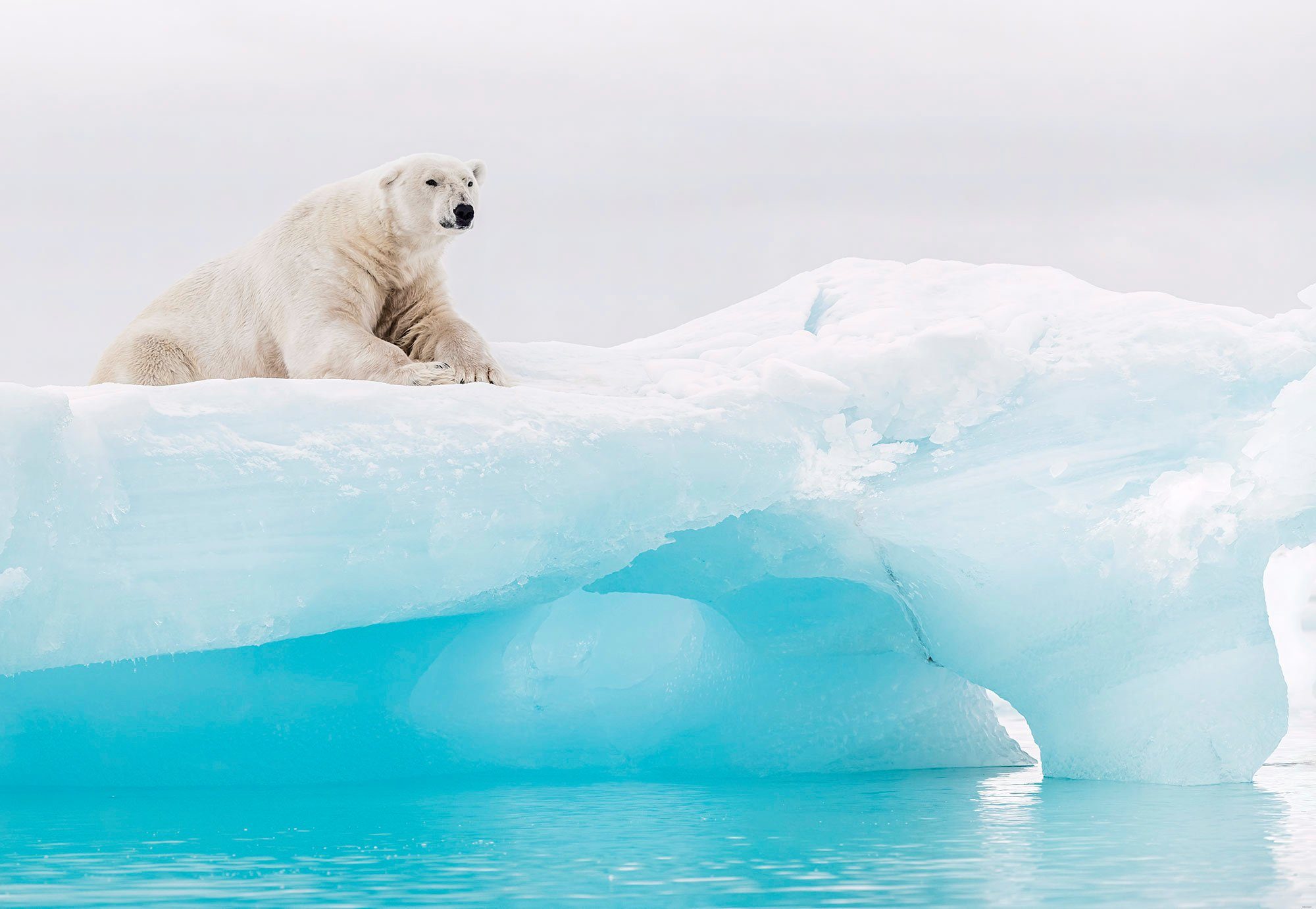 Komar Fotobehang Arctic Polar Bear 368 x 254 cm (set, 1 stuk)