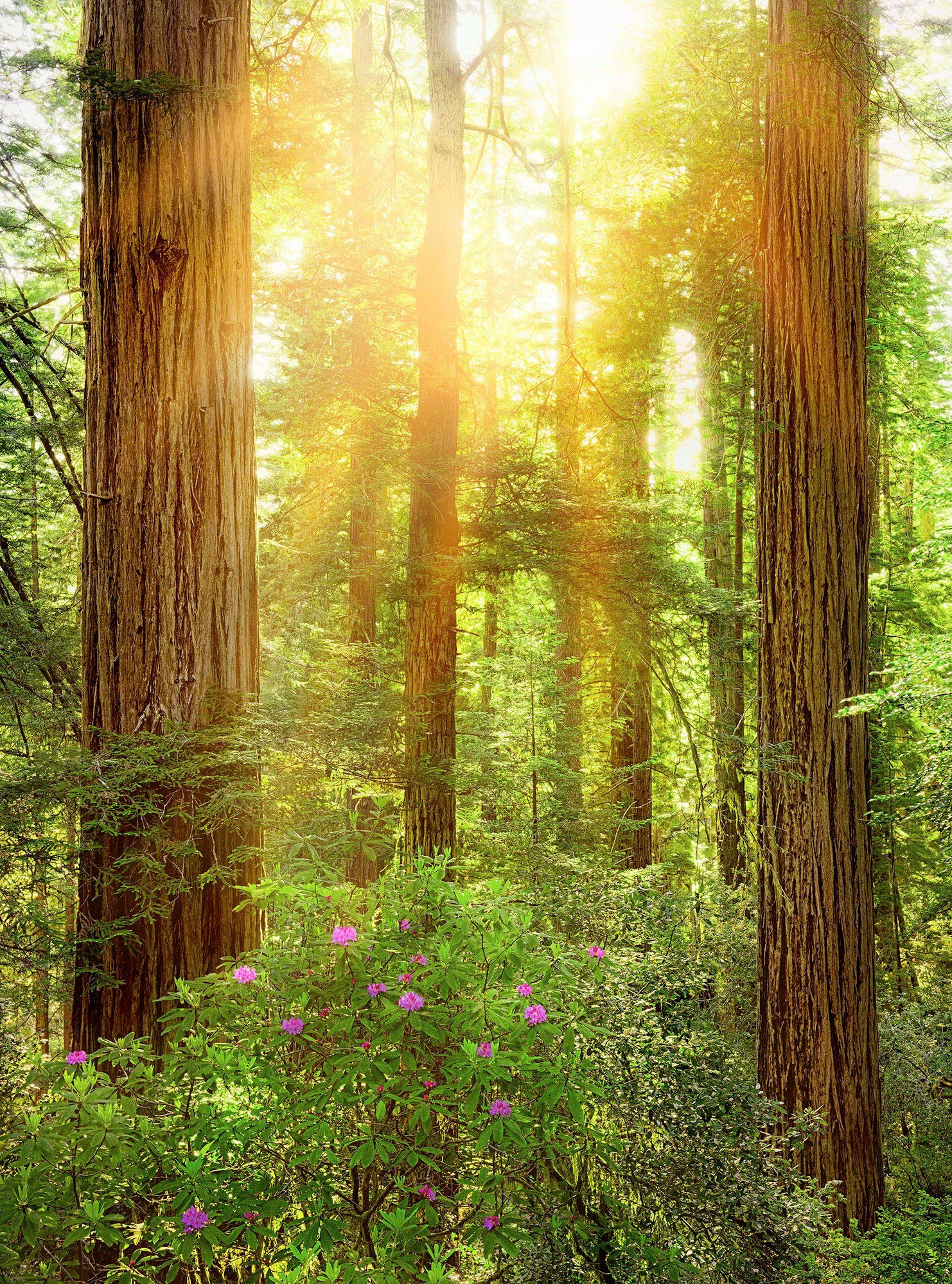 komar vliesbehang redwood 200 x 260 cm (breedte x hoogte) (1 stuk) multicolor