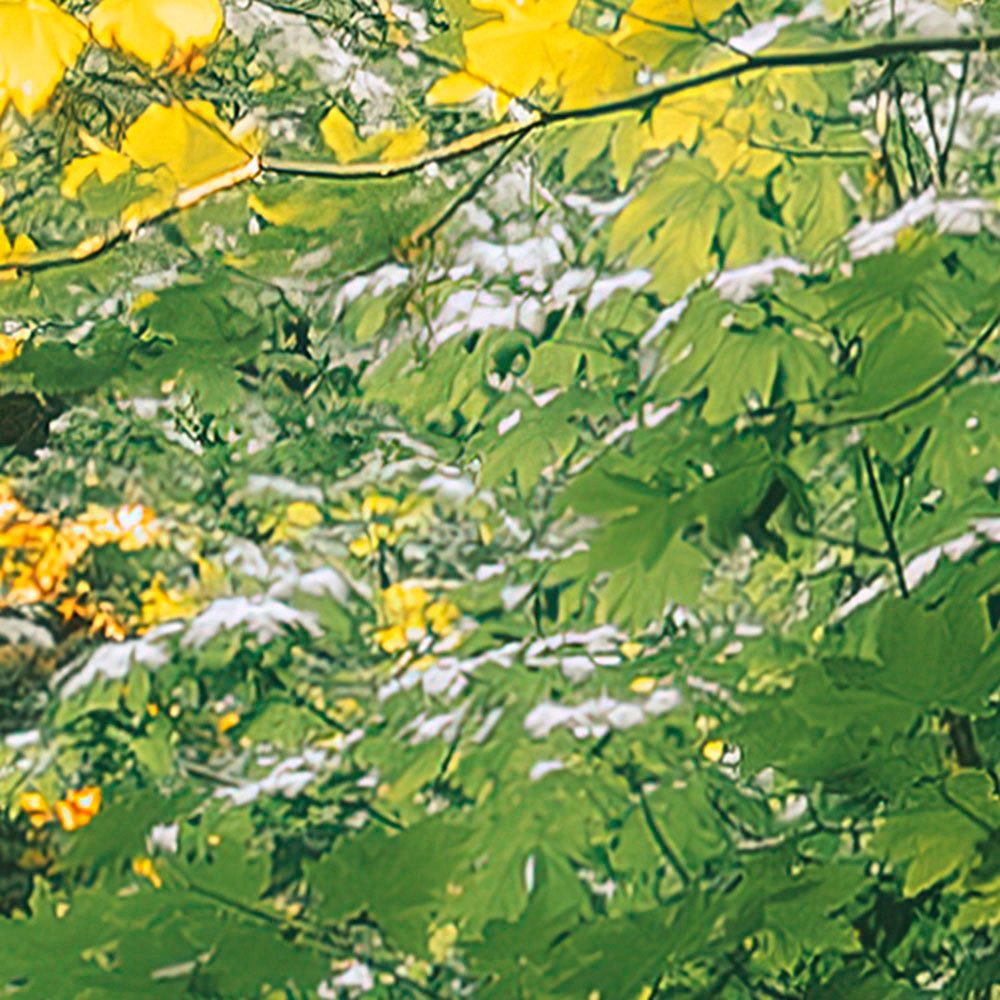 Komar Fotobehang Digitale print vlies - Hall of Mosses - Afmeting 400 x 250 cm (1 stuk)