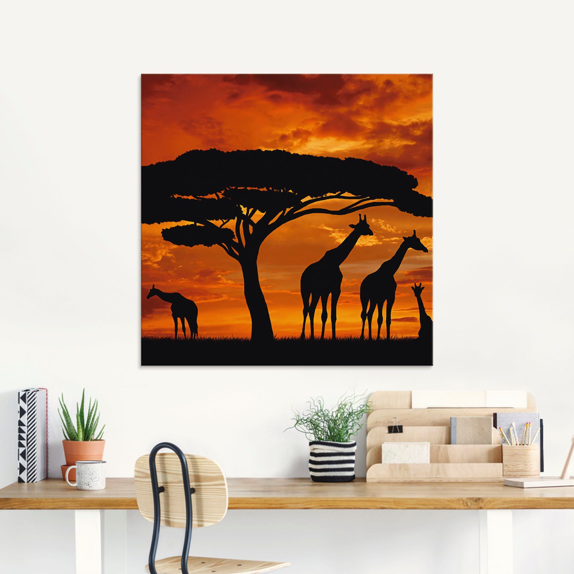 Artland Print op glas Kudde giraffen bij zonsondergang