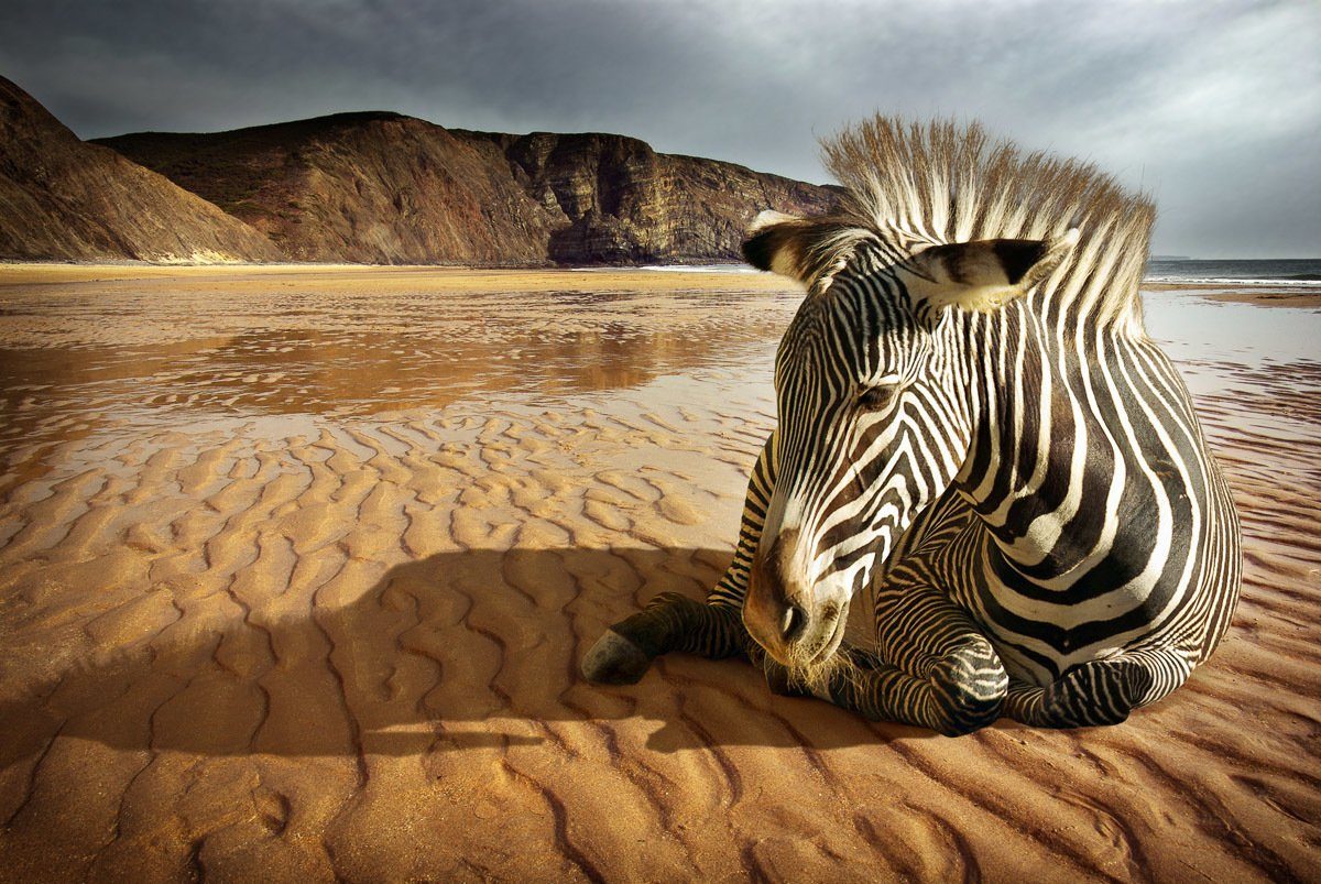 papermoon fotobehang zebra op het strand vliesbehang, eersteklas digitale print zwart