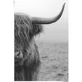reinders! poster highlander stier (1 stuk) zwart