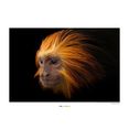 komar poster gouden-headed lion tamarin hoogte: 50 cm multicolor