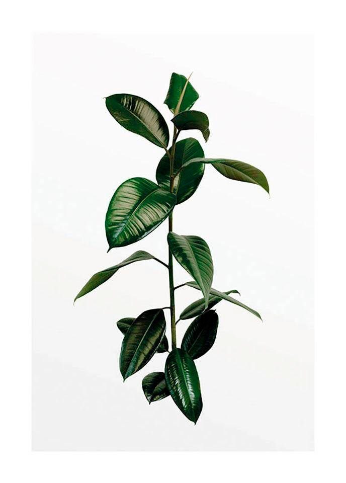 Komar Wanddecoratie Ficus Branch Wanddecoratie - zonder lijst