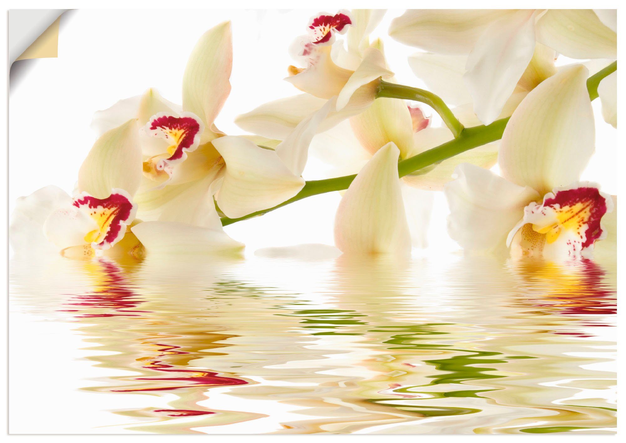 Artland Artprint Witte orchidee met waterreflectie in vele afmetingen & productsoorten -artprint op linnen, poster, muursticker / wandfolie ook geschikt voor de badkamer (1 stuk)